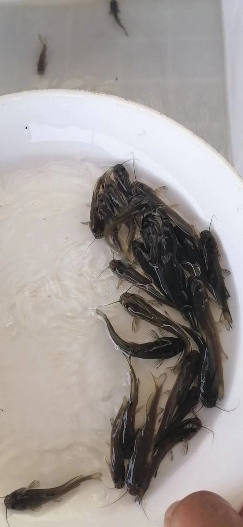 黄辣丁鱼苗，黄峰鱼苗供应包运输规格齐全价格优惠