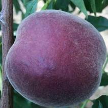 黑桃树苗，中华黑桃王，提供技术，包成活，南北都可种植