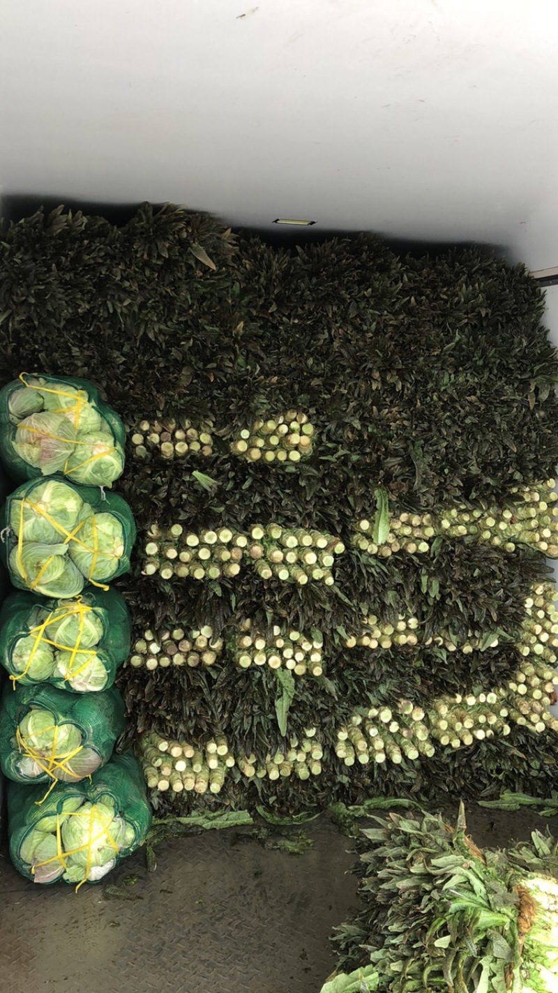 东台莴笋红叶香莴苣欢迎广大客户咨询订购