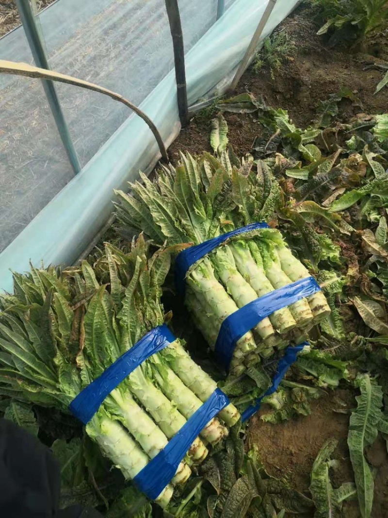 东台莴笋红叶香莴苣欢迎广大客户咨询订购