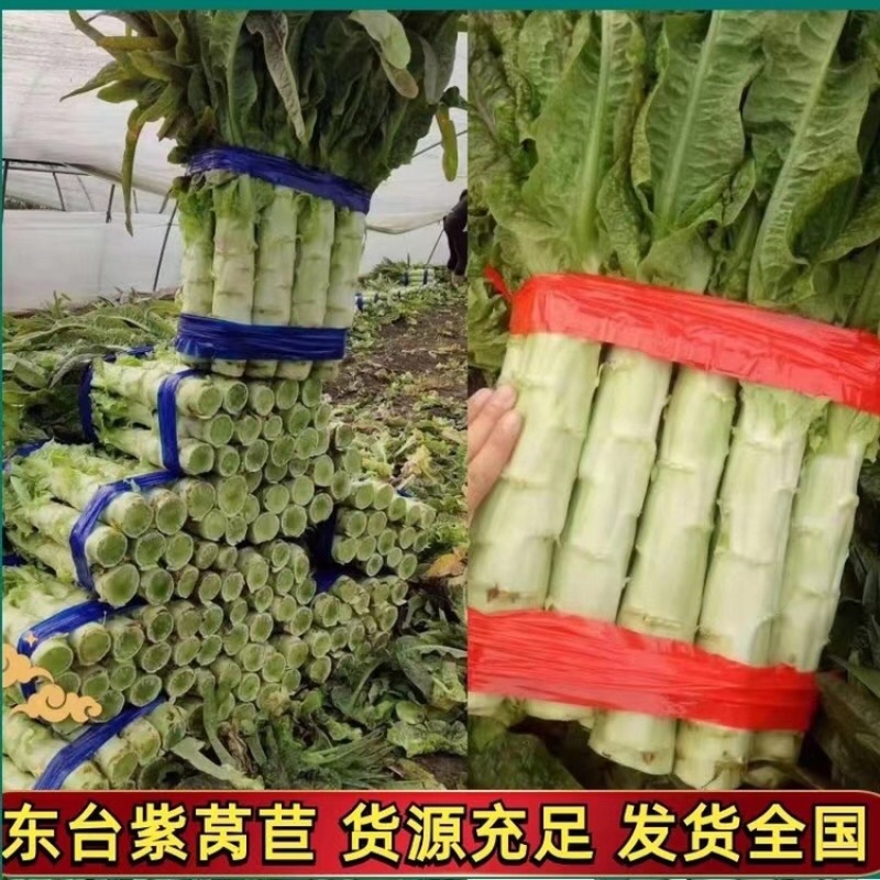 东台莴笋红叶香莴苣欢迎广大客户咨询订购