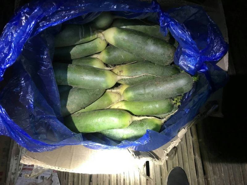 山东平阴水果青萝卜口感清脆条形优美产地直销欢迎