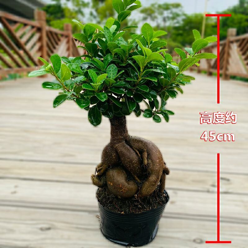 小叶榕树老桩盆景办公前台绿植客厅风水四季常青送礼盆景