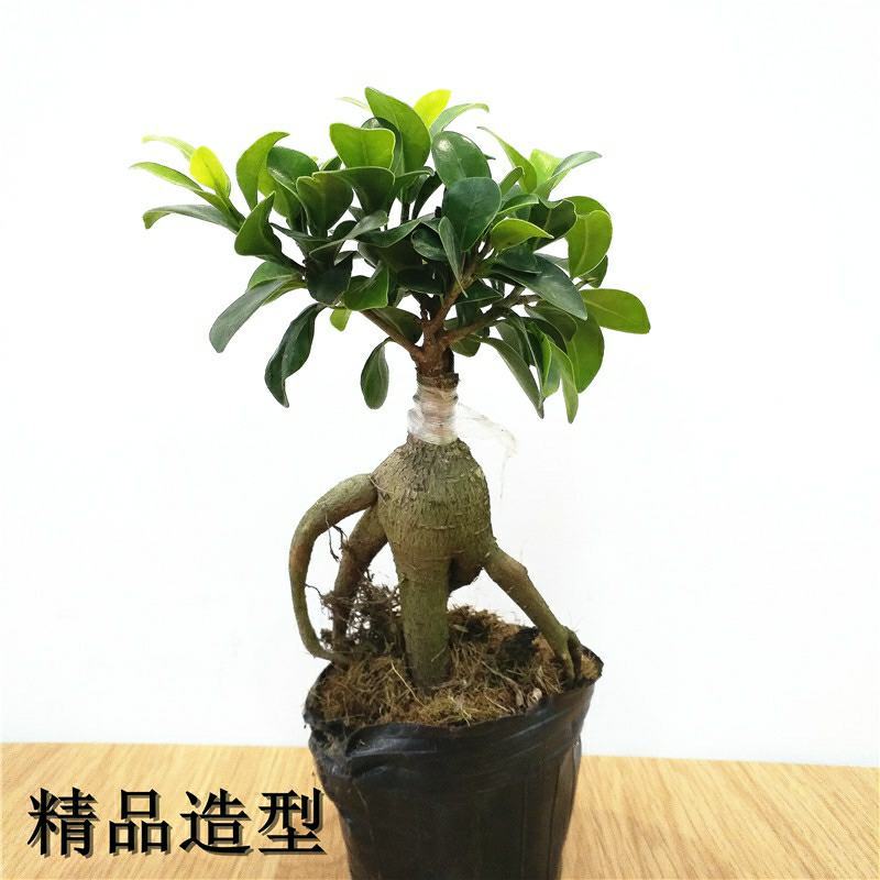 小叶榕树老桩盆景办公前台绿植客厅风水四季常青送礼盆景