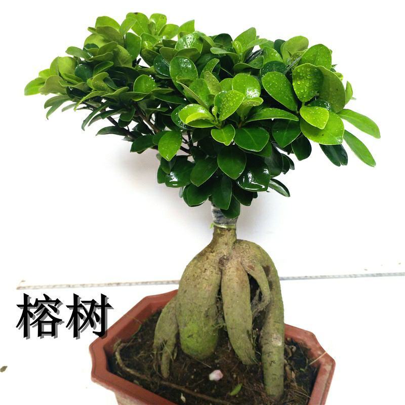 小叶榕树老桩盆景办公前台绿植客厅风水四季常青送礼盆景