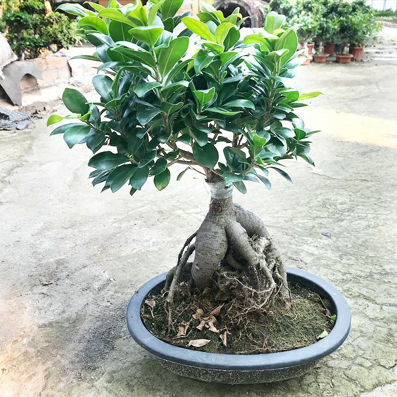 小叶榕树老桩盆景办公前台绿植客厅风水四季常青送礼盆景