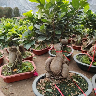 小叶榕树老桩盆景办公前台绿植客厅风水四季常青送礼盆景