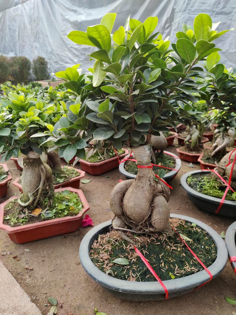 小叶榕树老桩盆景办公前台绿植客厅风水四季常青送礼盆景