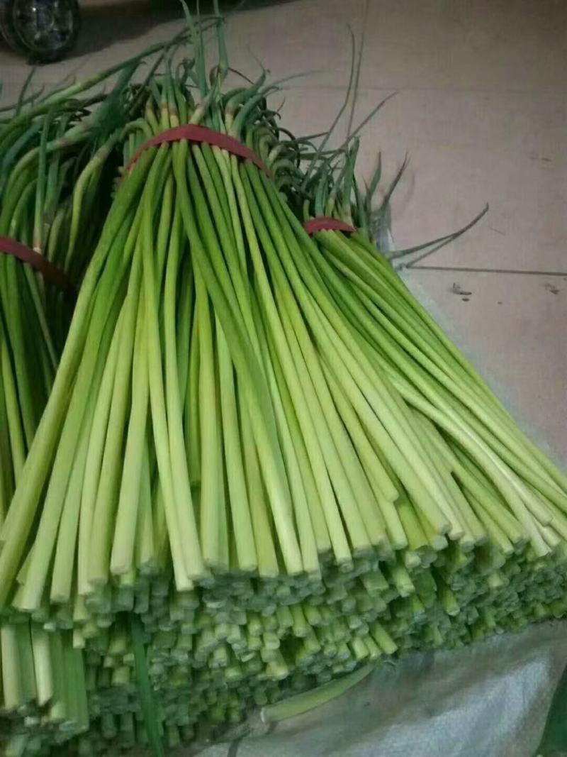 蒜薹。精品手拔台，加工好的，，，，，，，，，