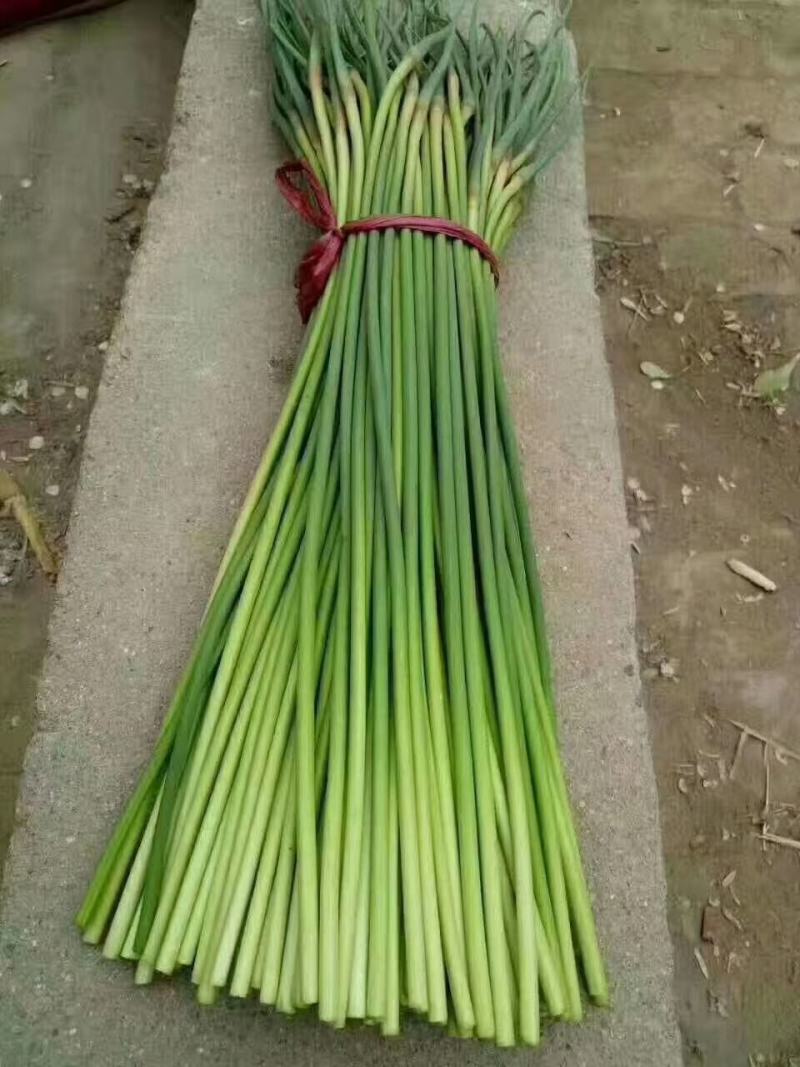 蒜薹。精品手拔台，加工好的，，，，，，，，，