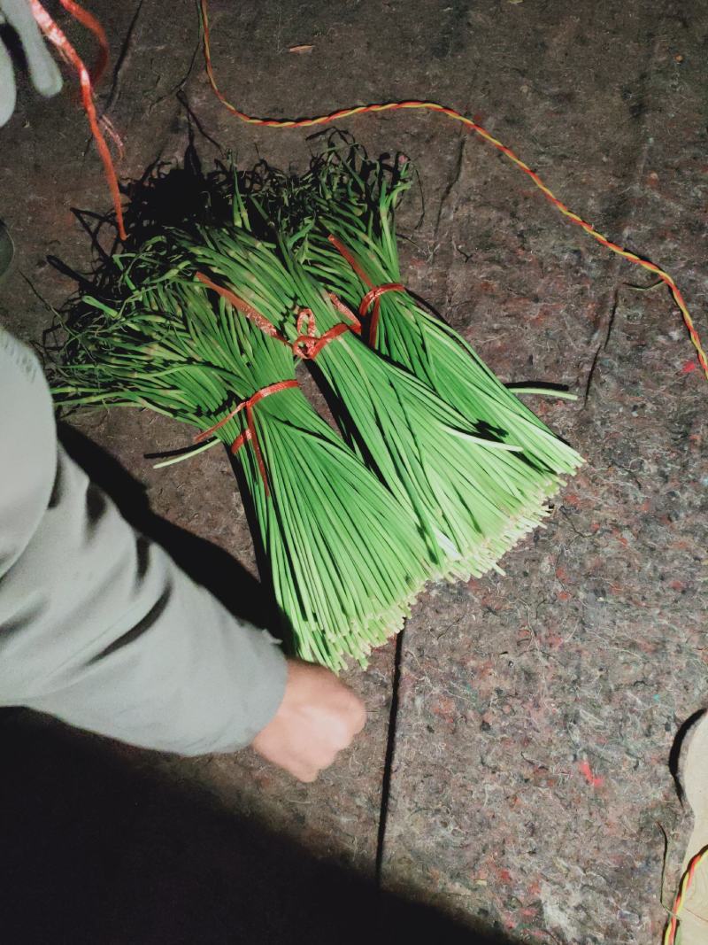 蒜薹。精品手拔台，加工好的，，，，，，，，，