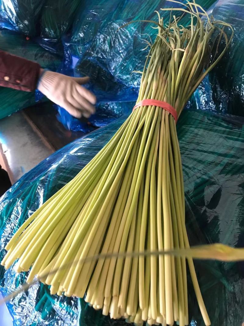 蒜薹。精品手拔台，加工好的，，，，，，，，，