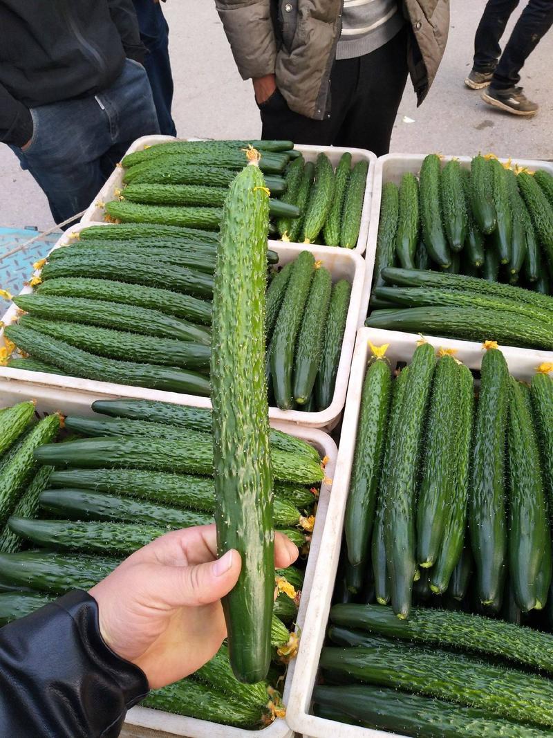 【精品】密刺黄瓜，产地直发，一手货源，可对接全国各地市场