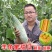 【一件代发】羊角蜜瓜5斤水果甜瓜羊角蜜瓜香脆瓜整箱羊角蜜