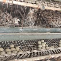 新鲜七彩野鸡蛋，养殖场常年供应