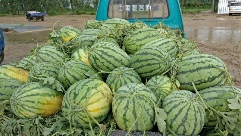 预售8424西瓜安徽万亩基地，货源充足早春红玉