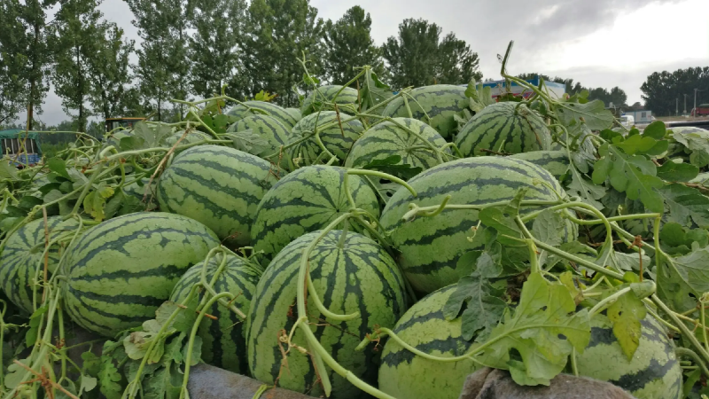 预售8424西瓜安徽万亩基地，货源充足早春红玉