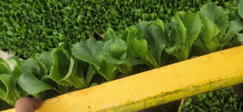意大利生菜苗，茶氏育苗基地常年供应各种各样蔬菜苗