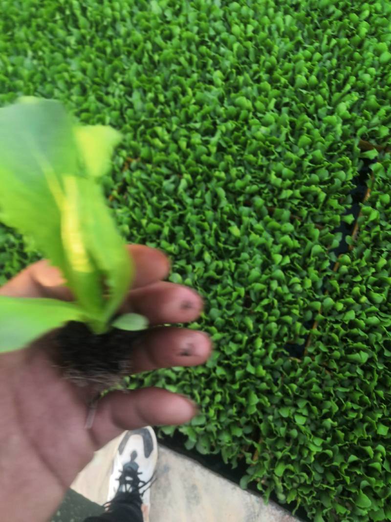 意大利生菜苗，茶氏育苗基地常年供应各种各样蔬菜苗