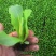 意大利生菜苗，茶氏育苗基地常年供应各种各样蔬菜苗