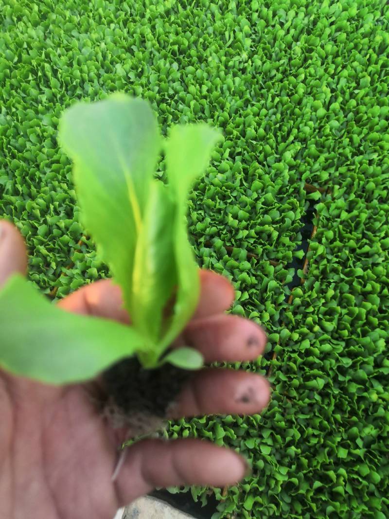 意大利生菜苗，茶氏育苗基地常年供应各种各样蔬菜苗