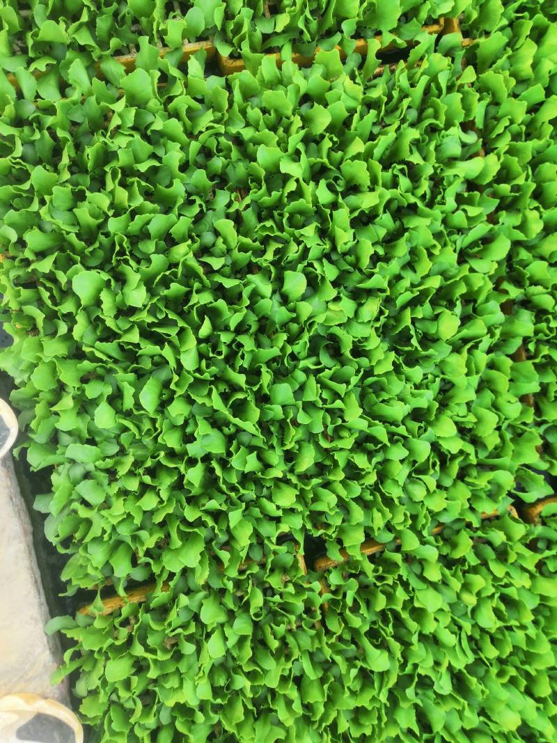 意大利生菜苗，茶氏育苗基地常年供应各种各样蔬菜苗