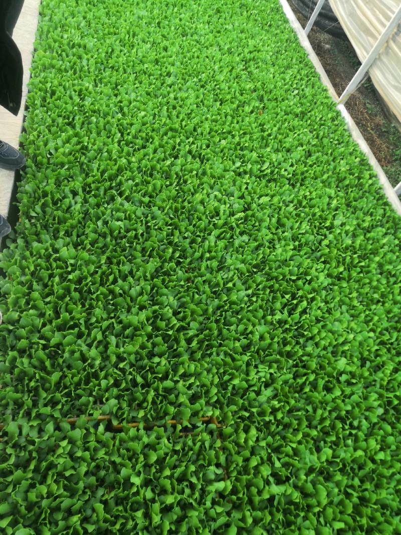 意大利生菜苗，茶氏育苗基地常年供应各种各样蔬菜苗