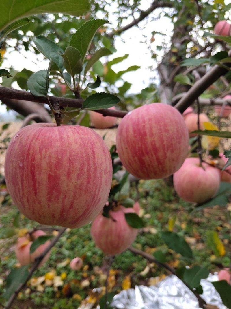 安徽冰糖心红富士苹果，产地大量供应，价格美丽，保质保量