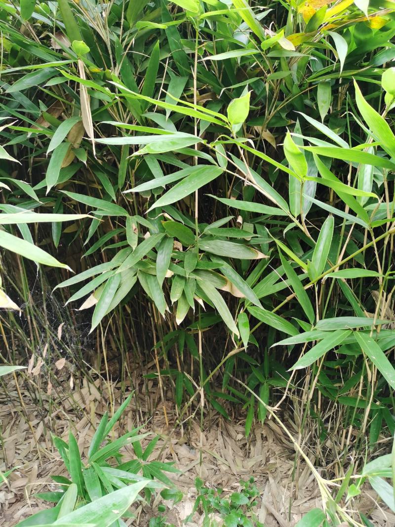 箬竹，50公分高箬竹，1米1.5高箬竹，一米高阔叶箬竹
