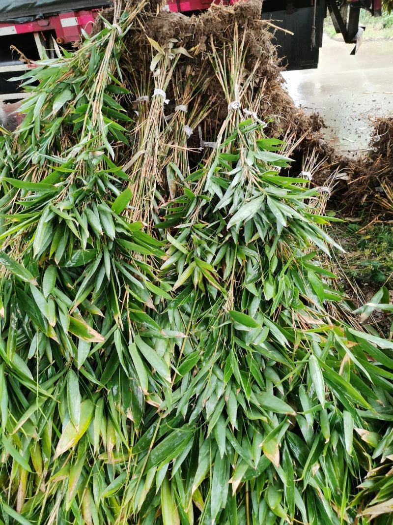 箬竹，50公分高箬竹，1米1.5高箬竹，一米高阔叶箬竹