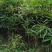 箬竹,50公分高箬竹,1米1.5高箬竹,一米高阔叶箬竹