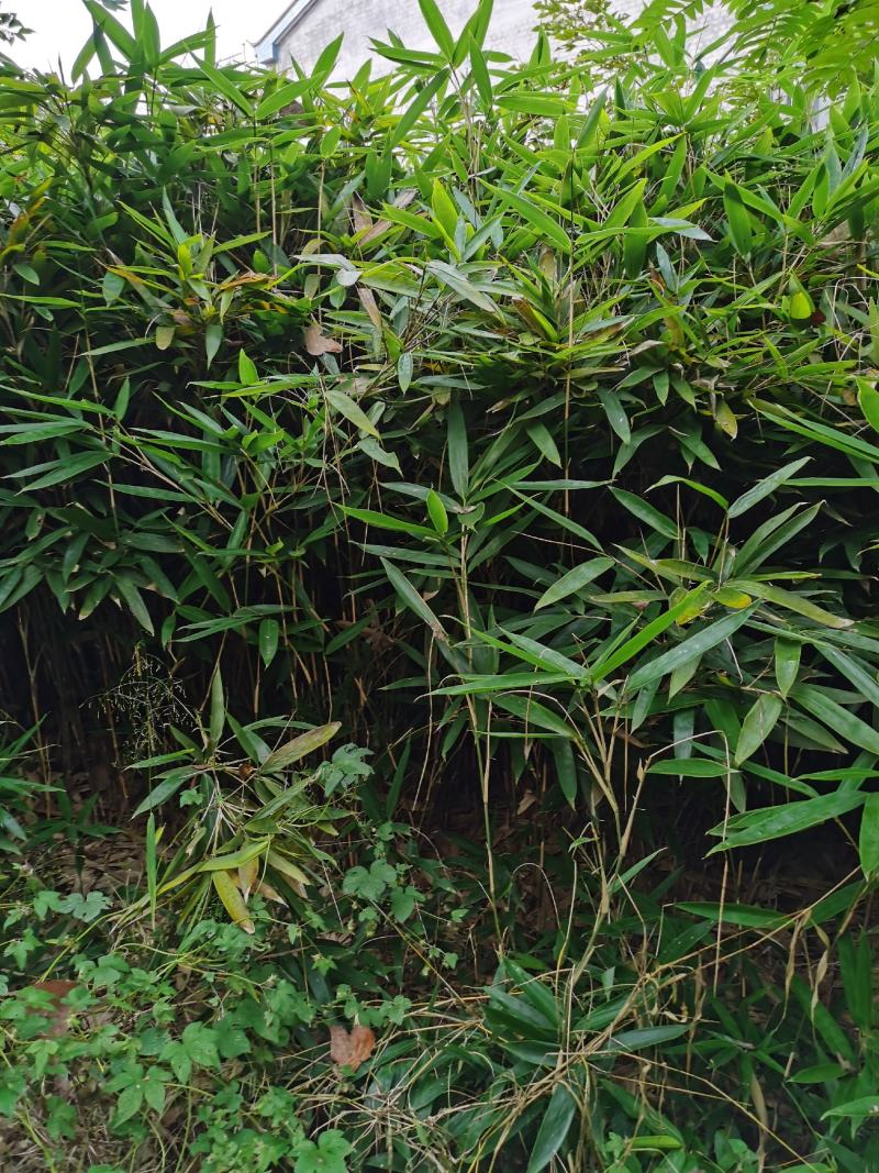 箬竹，50公分高箬竹，1米1.5高箬竹，一米高阔叶箬竹