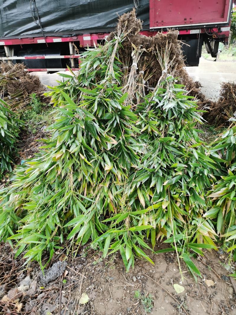 箬竹，50公分高箬竹，1米1.5高箬竹，一米高阔叶箬竹