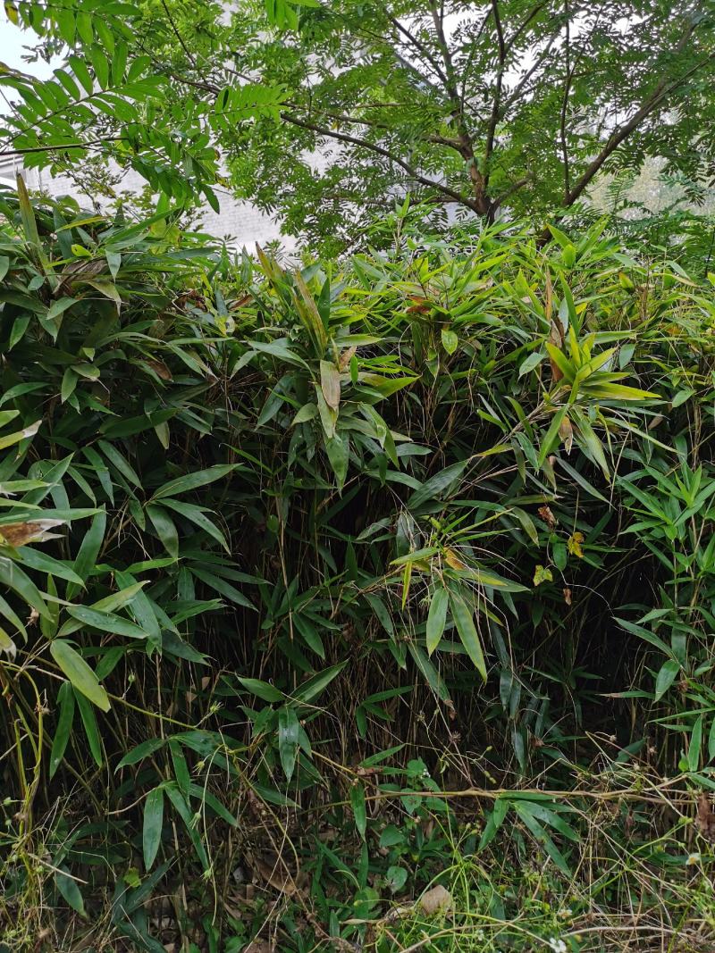 箬竹，50公分高箬竹，1米1.5高箬竹，一米高阔叶箬竹