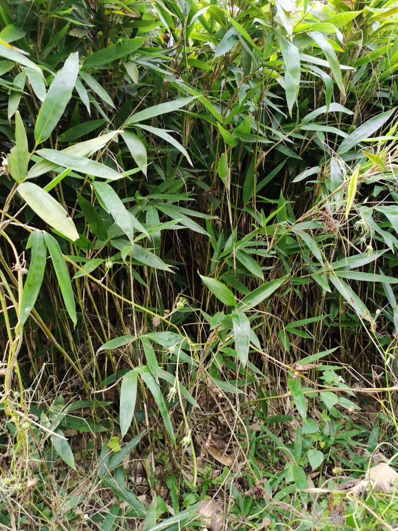 箬竹，50公分高箬竹，1米1.5高箬竹，一米高阔叶箬竹