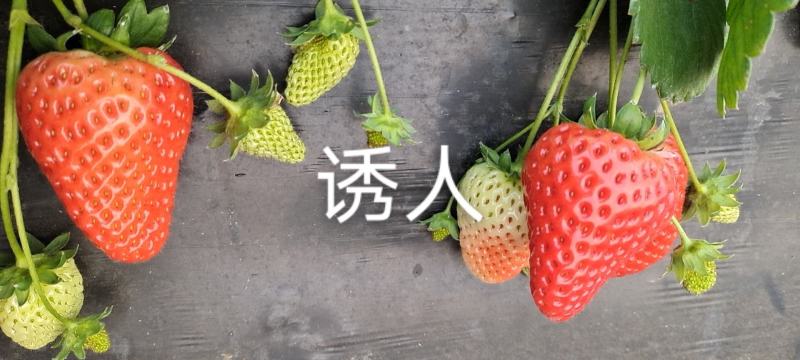 江苏邳州奶油草莓超甜万亩草莓基地妙香3号草莓