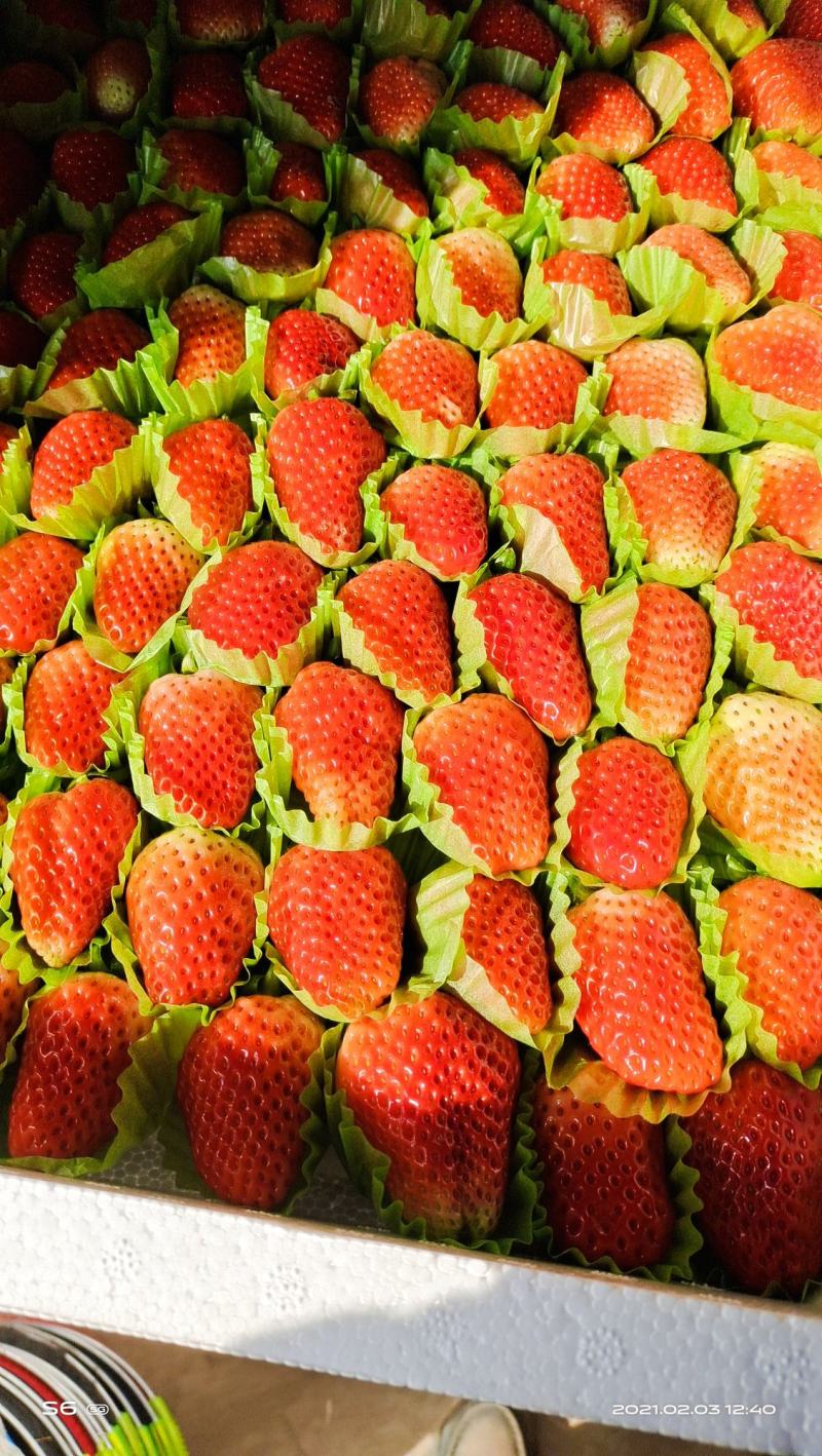 江苏邳州奶油草莓超甜万亩草莓基地妙香3号草莓