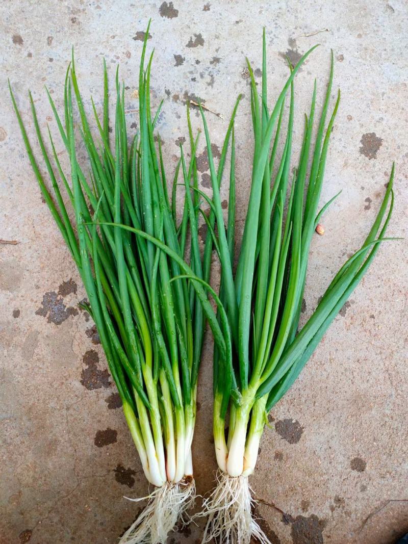 本人自家种植新鲜香葱