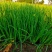 本人自家种植新鲜香葱