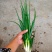 本人自家种植新鲜香葱
