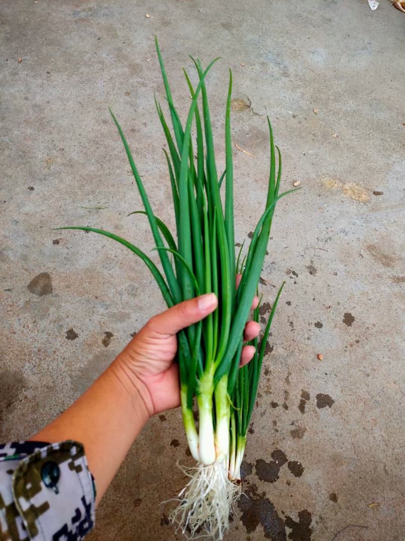 本人自家种植新鲜香葱