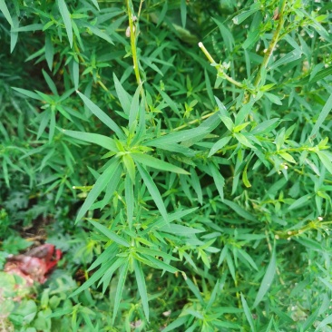地肤种子四季野菜种子扫除菜籽铁扫除籽