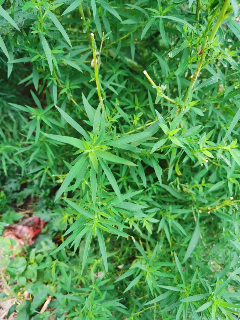 地肤种子四季野菜种子扫除菜籽铁扫除籽