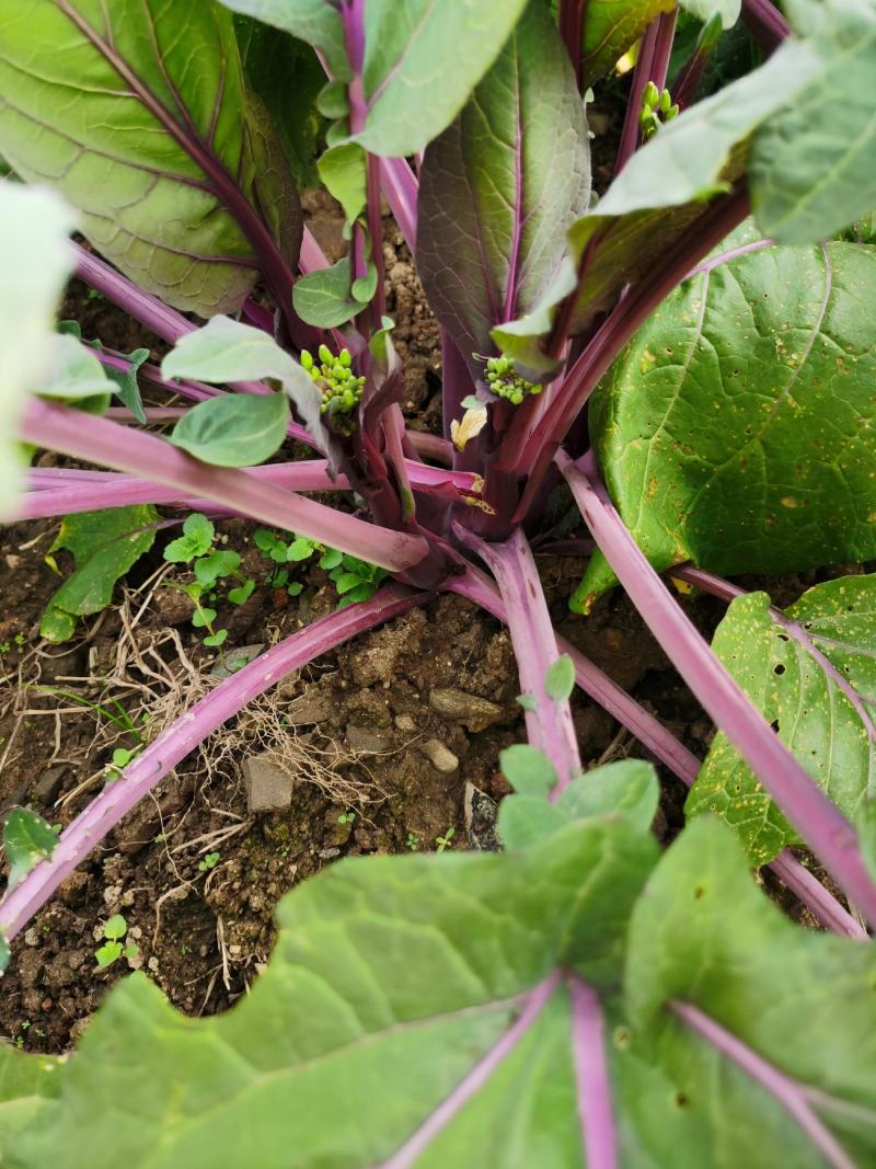 红菜苔种子紫菜苔薹种籽盆栽四季播种蔬菜种孑广东高产红