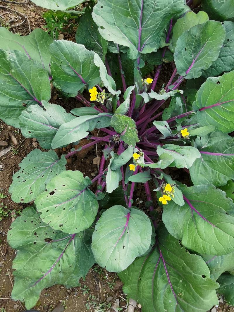 红菜苔种子紫菜苔薹种籽盆栽四季播种蔬菜种孑广东高产红
