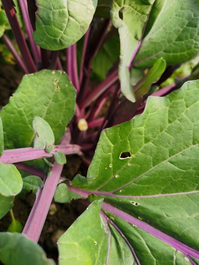 红菜苔种子紫菜苔薹种籽盆栽四季播种蔬菜种孑广东高产红