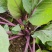 红菜苔种子紫菜苔薹种籽盆栽四季播种蔬菜种孑广东高产红