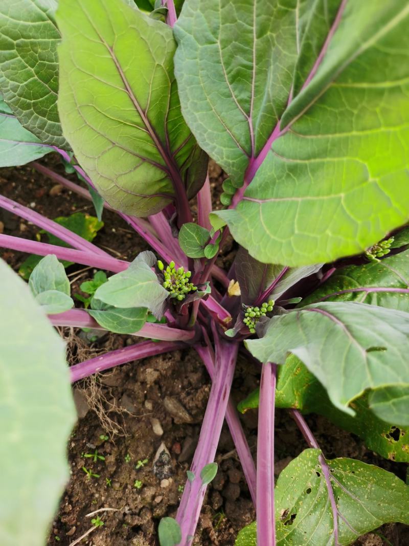 红菜苔种子紫菜苔薹种籽盆栽四季播种蔬菜种孑广东高产红
