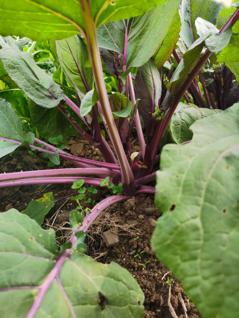 红菜苔种子紫菜苔薹种籽盆栽四季播种蔬菜种孑广东高产红