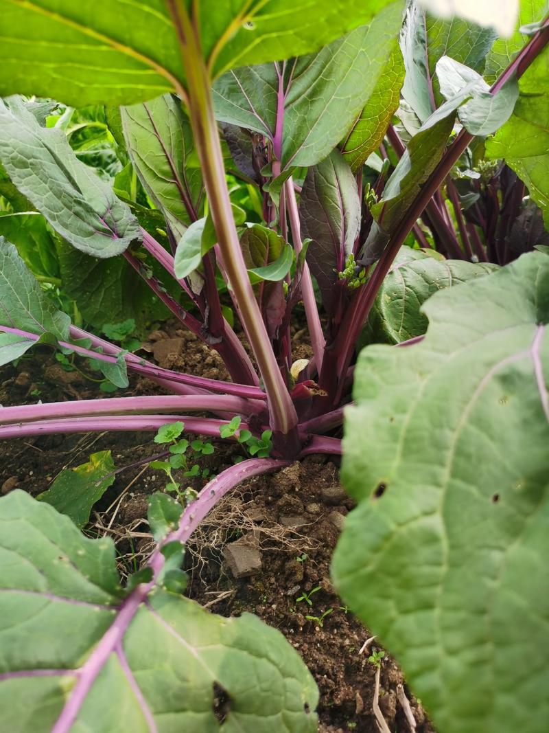 红菜苔种子紫菜苔薹种籽盆栽四季播种蔬菜种孑广东高产红